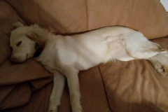IMG-20210314-WA0006